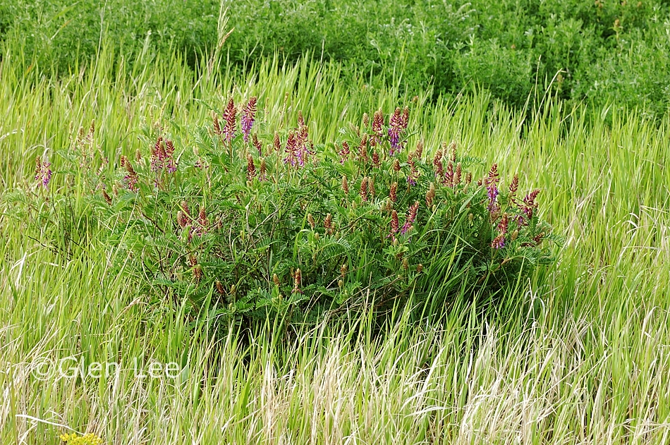 Astragalus bisulcatus photos Saskatchewan Wildflowers